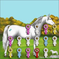 Horse Color:Gray Black Pearl Appaloosa