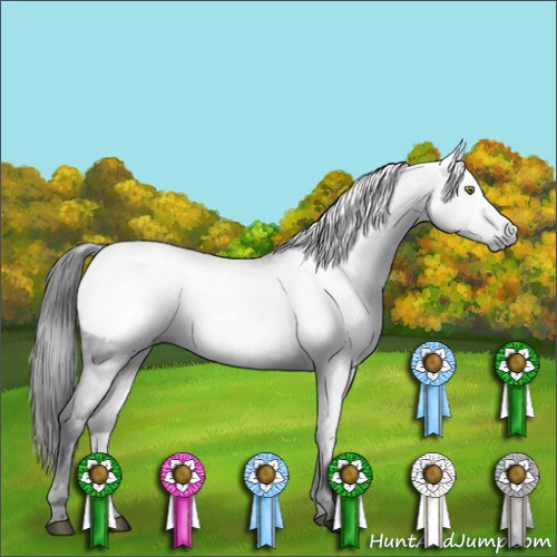 Horse Color:Gray Blue Roan Appaloosa 
