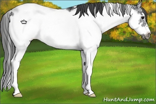 Horse Color:Black Sabino Frame Appaloosa 