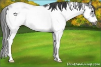 Horse Color:Black Sabino Frame Appaloosa