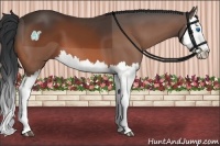 Horse Color:Bay Splash 