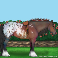 Horse Color:Bay Roan Blanket Rabicano 