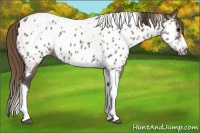 Horse Color:Smoky Grullo Tobiano Frame Appaloosa Rabicano 