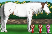 Horse Color:Bay Splash Tobiano Appaloosa