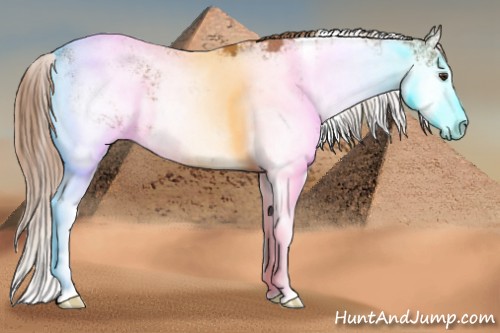 Horse Color:Chestnut Sabino 