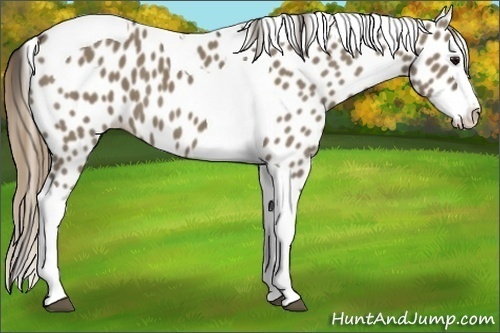 Horse Color:Smoky Grullo Splash Tobiano Appaloosa 