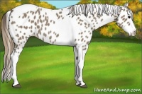 Horse Color:Smoky Grullo Splash Tobiano Appaloosa 