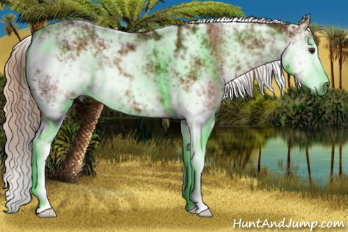 Horse Color:Gray Chestnut Sabino 