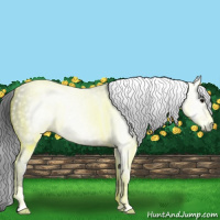 Horse Color:Gray Brown Splash