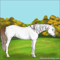 Horse Color:Gray White Spotted Chestnut Splash 