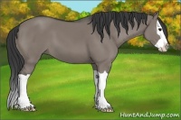 Horse Color:Grullo Splash 