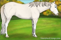 Horse Color:Perlino Roan Dun Splash