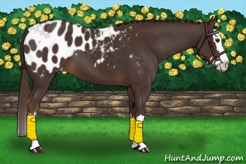 Horse Color:Liver Chestnut Sabino Splash Appaloosa 
