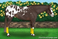 Horse Color:Liver Chestnut Sabino Splash Appaloosa 