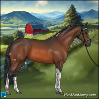 Horse Color:Bay Tobiano 