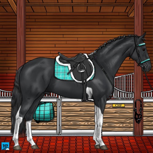 Horse Color:Black Tobiano 