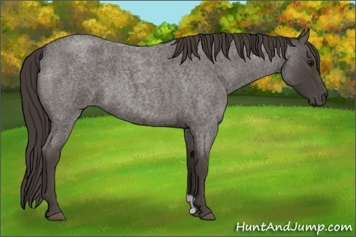 Horse Color:Smoky Blue Roan 