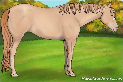 Horse Color:Gold Champagne 