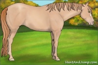 Horse Color:Gold Champagne