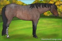 Horse Color:Brown Roan Rabicano 