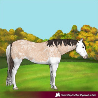 Horse Color:Bay Ice Dun Splash 