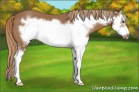 Horse Color:Chestnut Splash Frame