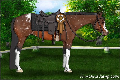 Horse Color:Bay Appaloosa 