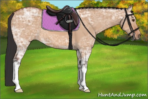 Horse Color:Bay Ice Dun 