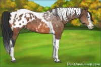 Horse Color:Bay Splash Tobiano Appaloosa 