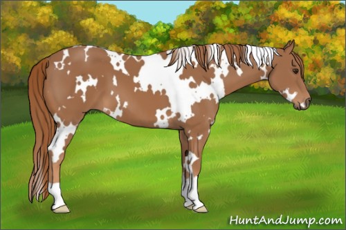 Horse Color:White Spotted Chestnut 