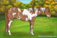 Horse Color:White Spotted Chestnut