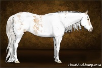 Horse Color:Silver Buckskin Dun Sabino 
