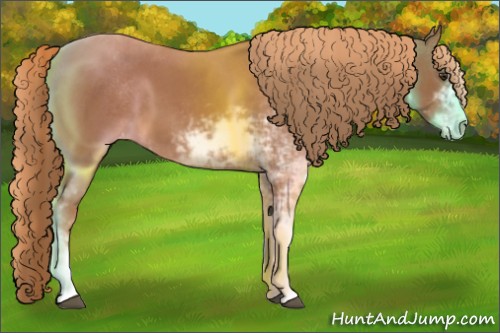 Horse Color:Chestnut Sabino Varnish