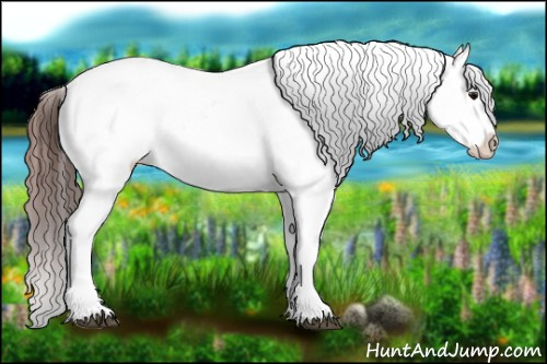 Horse Color:Brown Appaloosa 