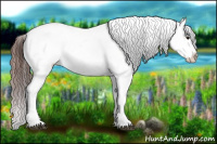 Horse Color:Brown Appaloosa
