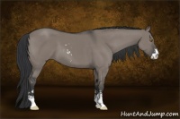 Horse Color:Grullo Sabino 