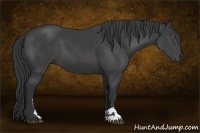 Horse Color:Black Sabino