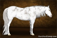 Horse Color:Silver Grullo Sabino 