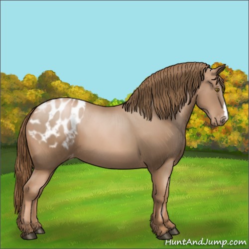 Horse Color:Liver Chestnut Pearl Appaloosa 