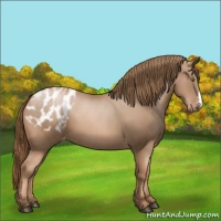 Horse Color:Liver Chestnut Pearl Appaloosa 