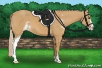 Horse Color:Palomino Sabino 