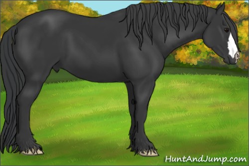 Horse Color:Black 