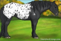 Horse Color:Black Appaloosa 