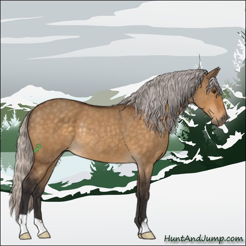 Horse Color:Silver Buckskin Dun Rabicano 