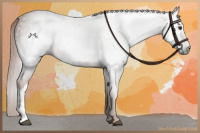 Horse Color:Gray Chestnut 