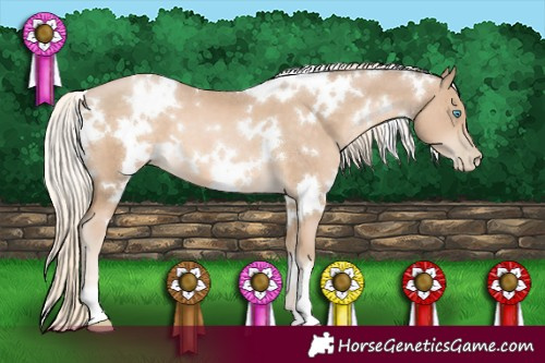 Horse Color:White Spotted Chocolate Palomino Pearl