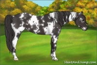 Horse Color:White Spotted Smoky Black