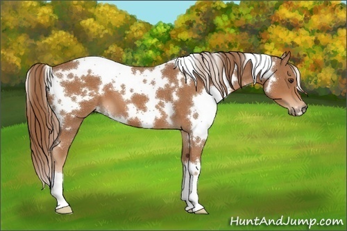 Horse Color:White Spotted Chestnut 