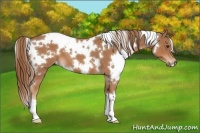 Horse Color:White Spotted Chestnut 