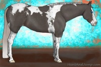 Horse Color:Silver Black Splash Tobiano Blanket